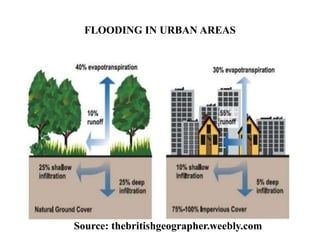 How Urbanization Affects Natural Ecosystems